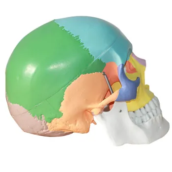1:1 в реален размер цветен модел на главата на естествения човешки череп на възрастен Анатомия на главата модел на медицинската анатомия на човека череп мозъка Анатомия модел