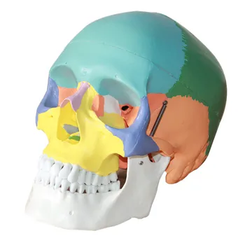 1:1 в реален размер цветен модел на главата на естествения човешки череп на възрастен Анатомия на главата модел на медицинската анатомия на човека череп мозъка Анатомия модел