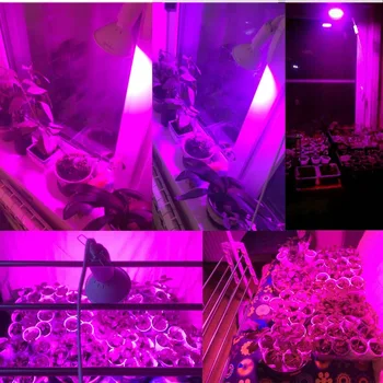 3-Head LED завод цвете расте светлина фито лампа за отглеждане на growbox палатка закрит Зеленчуци Room hydro E27 червен син на притежателя лампи клип