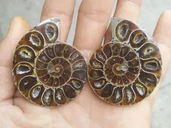Двойка естествени Аммонитовых на изкопаеми образци на мивка, Мивка Nautilus Помпиплиус Океанская яспис аквариум камъни изцеление 21мм--25мм