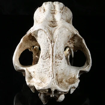1:1 Размера На Американски Древните Животни Sabretooth Котка Тигър Череп Sabretooth Smilodon Fatalis Примерен Модел На Скелет На Животното Модел