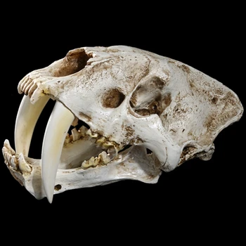 1:1 Размера На Американски Древните Животни Sabretooth Котка Тигър Череп Sabretooth Smilodon Fatalis Примерен Модел На Скелет На Животното Модел